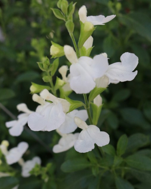 Salvia Vibe 'Ignition White'