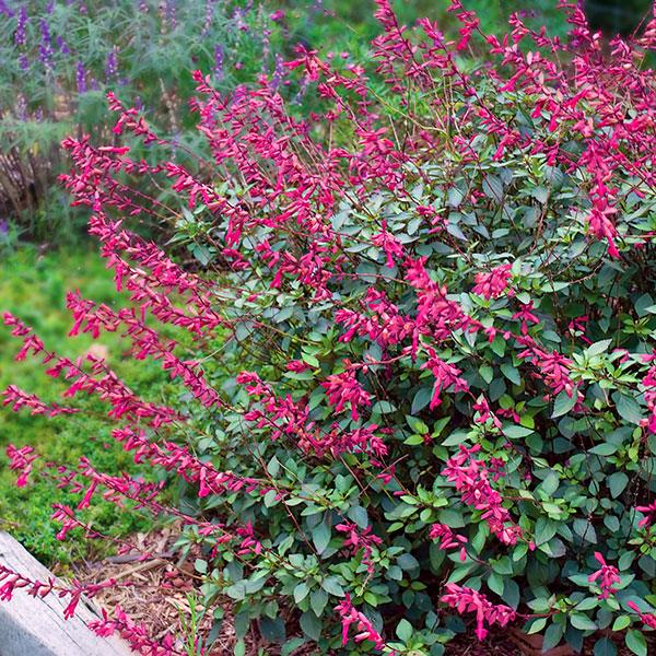 Salvia 'Wendy's Wish'