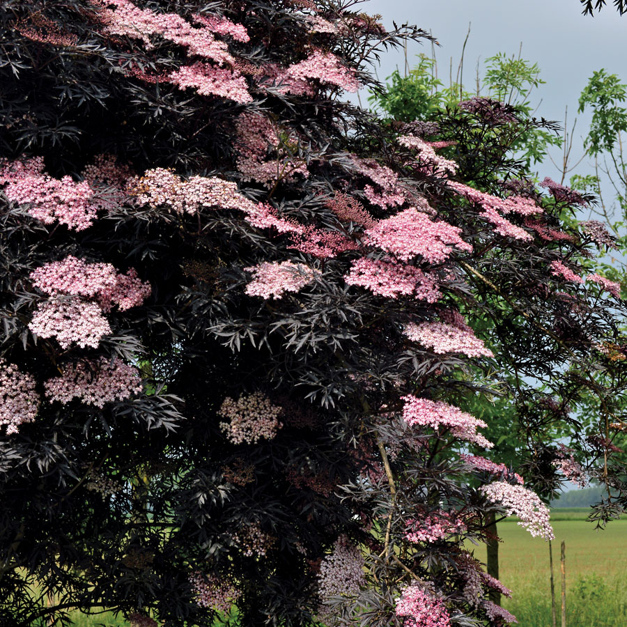 Sambucus 'Black Lace'