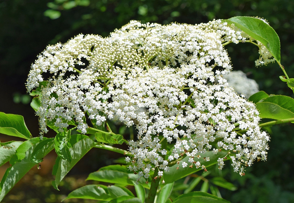 Sambucus canadensis