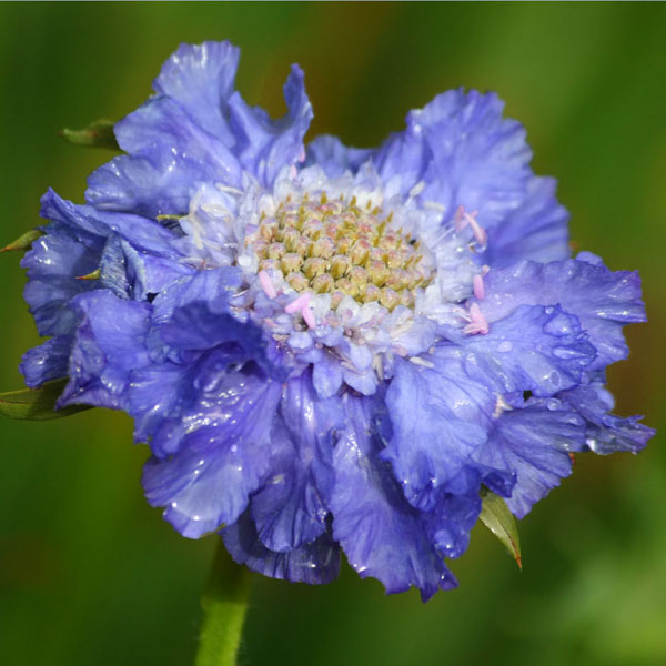 Scabiosa col. 'Flutter Deep Blue'