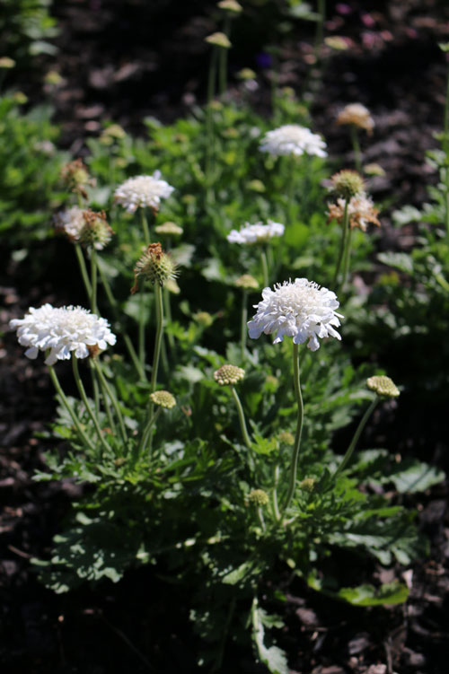 Scabiosa col. Flutter 'Pure White'