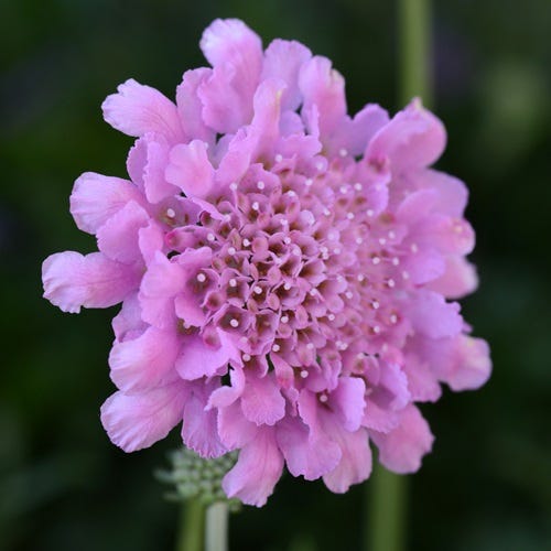 Scabiosa col. 'Flutter Rose Pink'