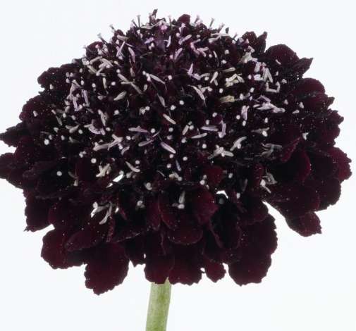 Scoop Blackberry