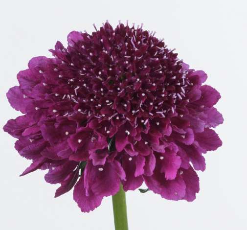 Scoop Dark Purple