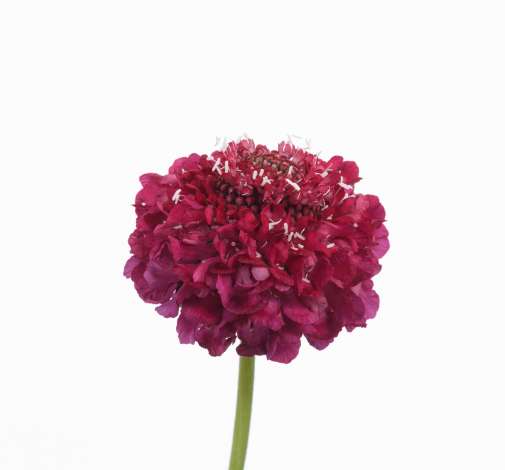Scoop Raspberry