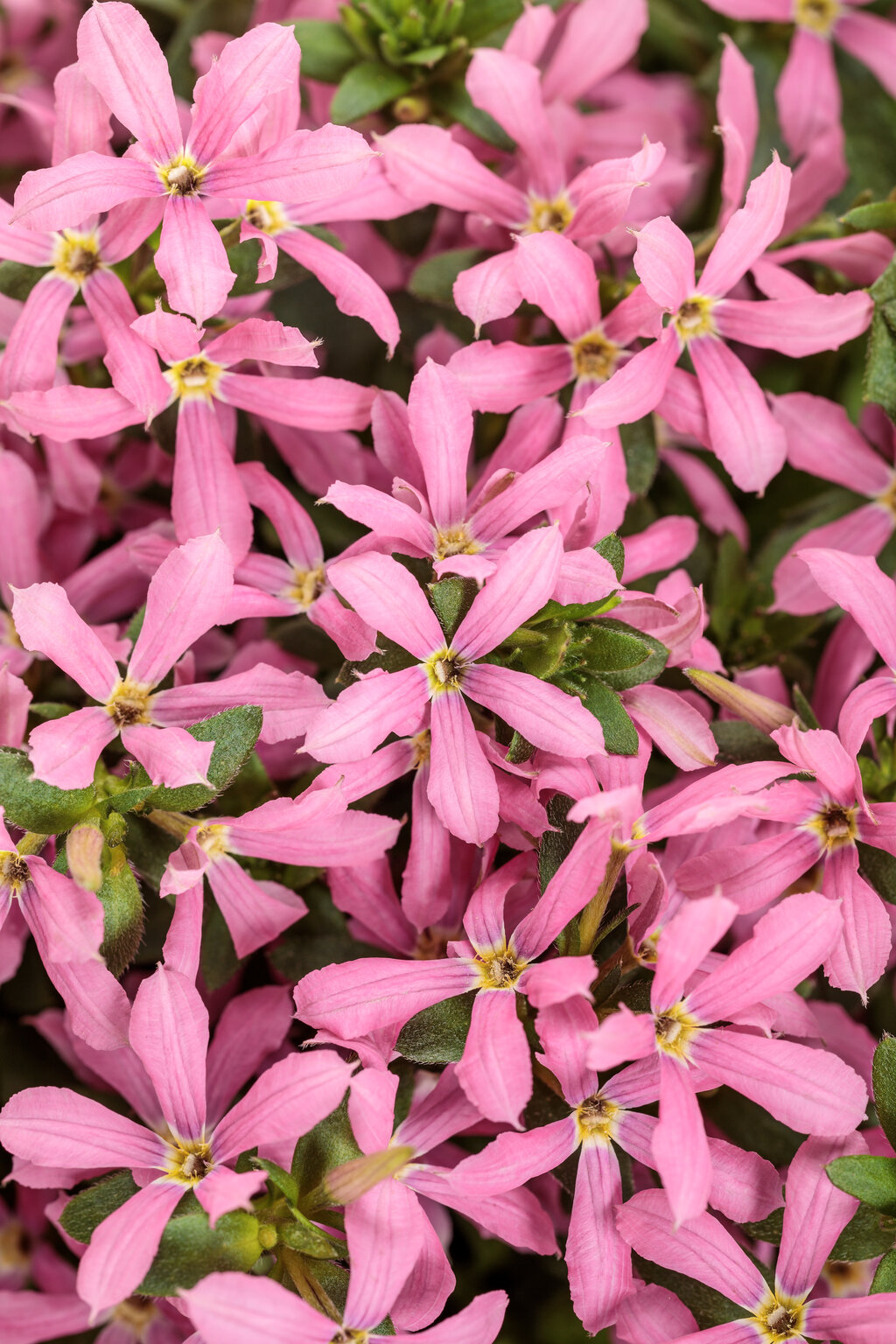 Scaevola Fanatix Pink