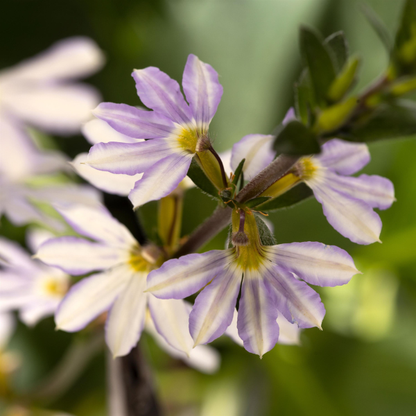 Scaevola Fanatix Platinum