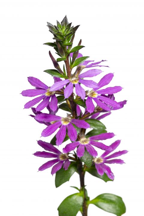Scaevola Surdiva Purple