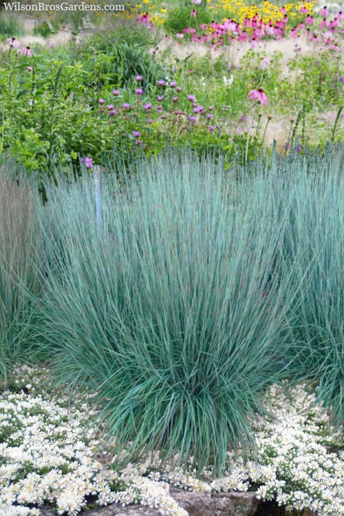 Grass - Schizachyrium s. 'Prairie Blues'