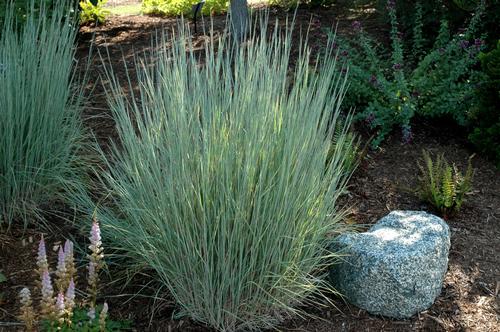 Schizachyrium scoparium