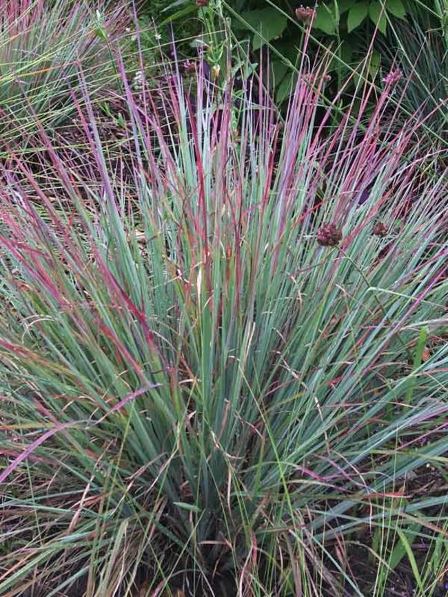 Grass - Schizachyrium 'Standing Ovation'