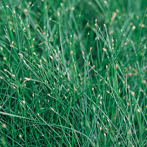 Grass - Scirpus cernuus