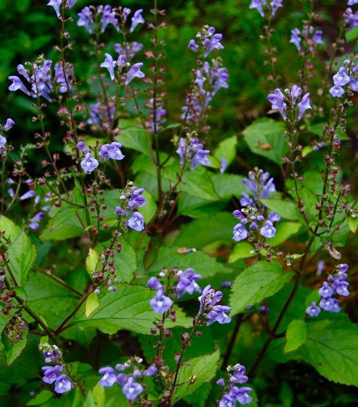 Scutellaria Appalachian Blues