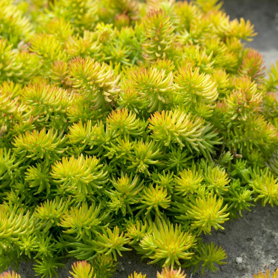 Sedum rupestre 'Angelina'