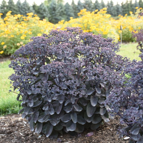 Sedum 'Back in Black'