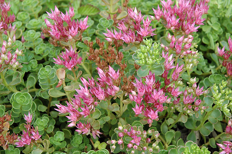 Sedum spurium 'John Creech'