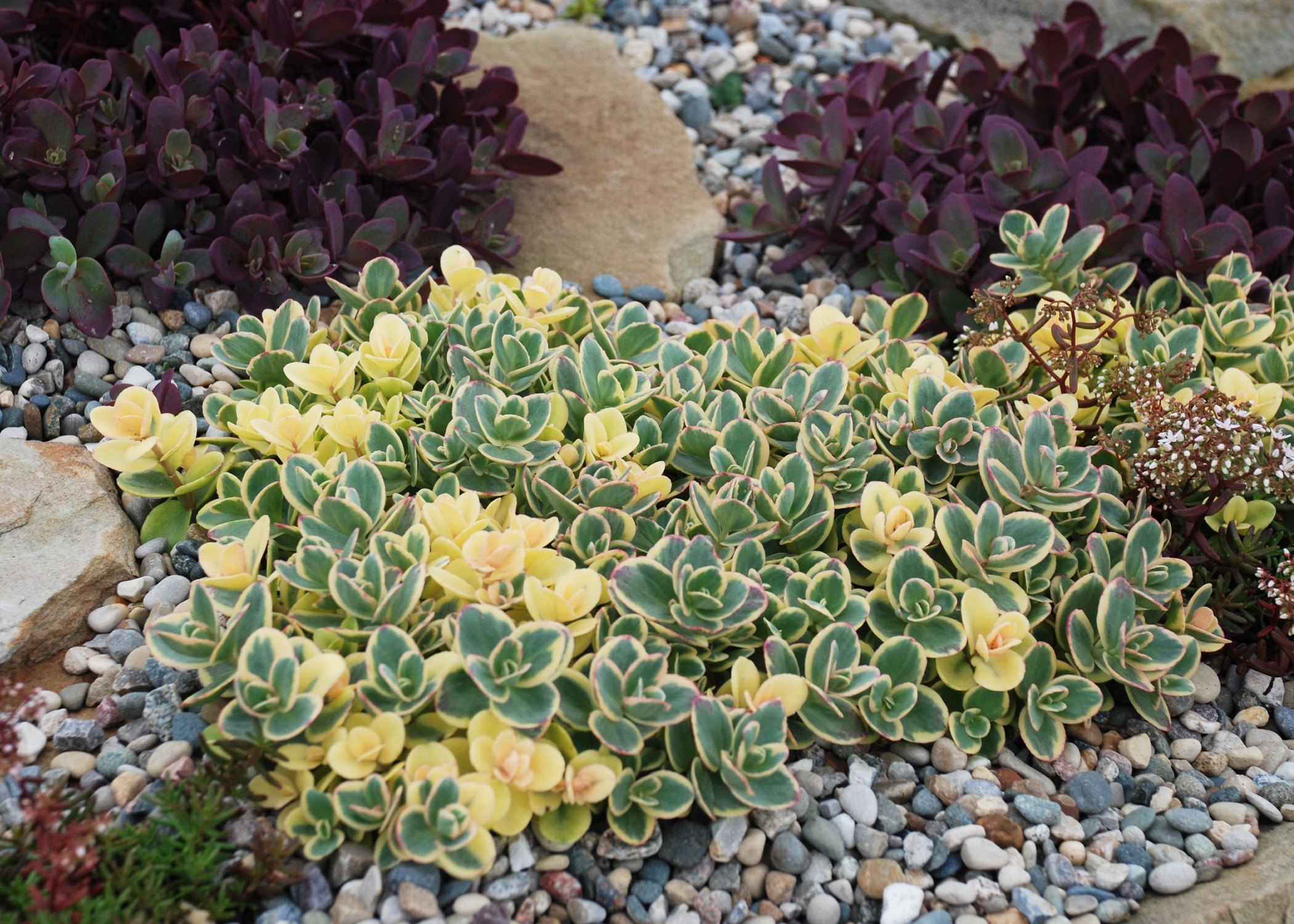 Sedum Sunsparkler 'Lime Twiser'