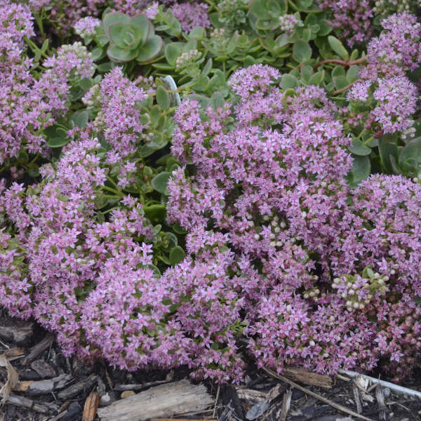 Sedum Sunsparkler 'Lime Zinger'