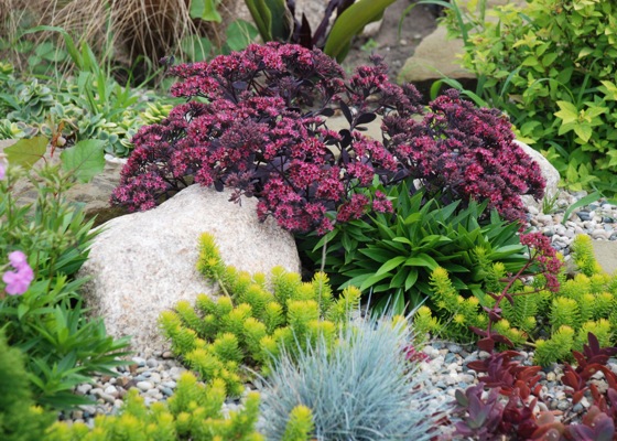 Sedum Sunsparkler 'Plum Dazzled'