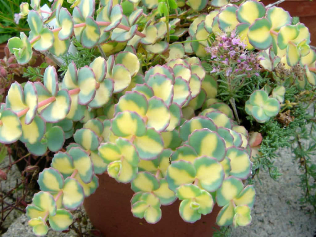 Sedum sieboldii 'Variegatum'