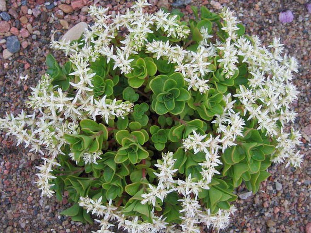 Sedum ternatum