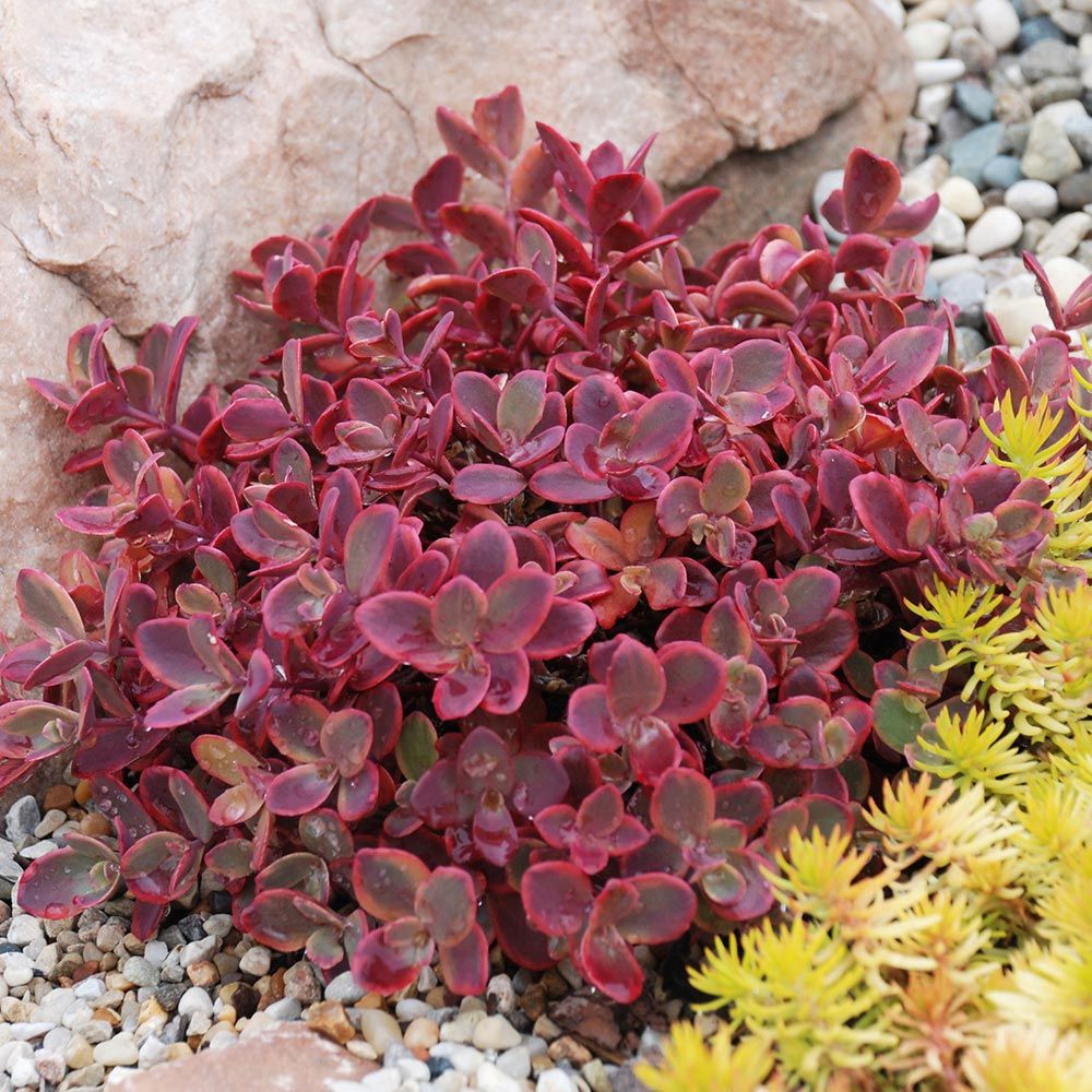 Sedum Sunsparkler 'Wildfire'