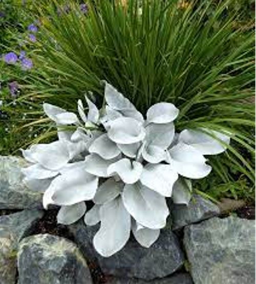 Senecio candicans 'Angel Wings'