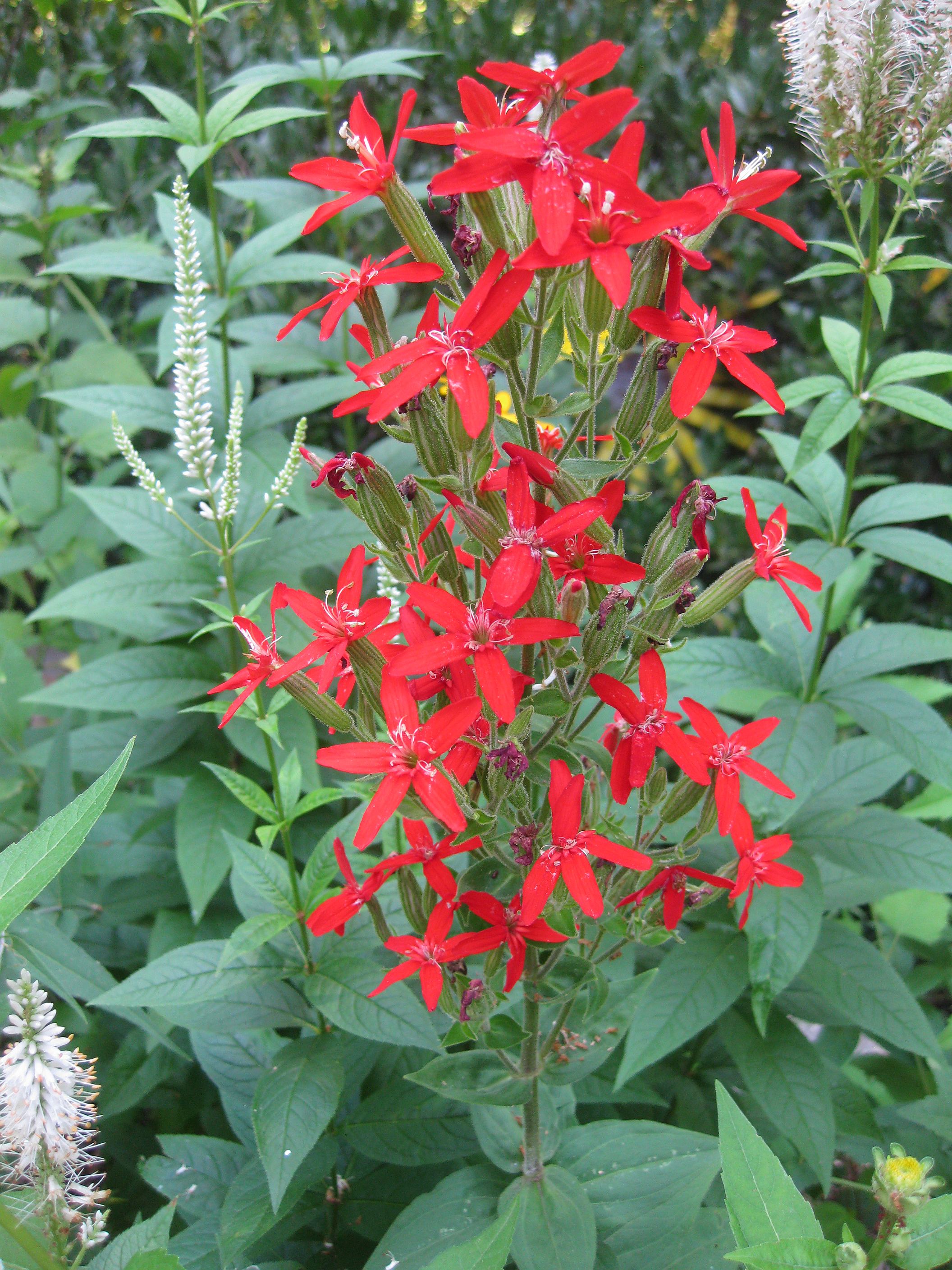 Silene regia