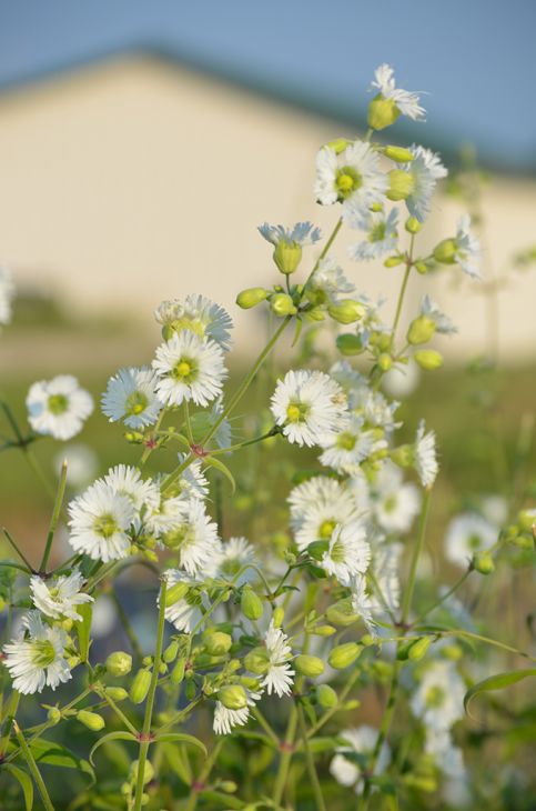 Silene stellata