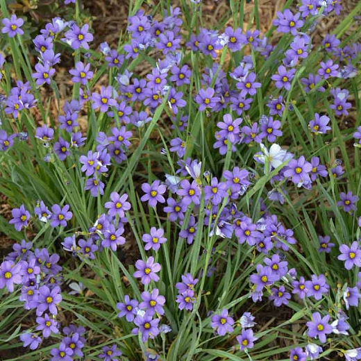 Sisyrinchium ang. 'Lucerne'