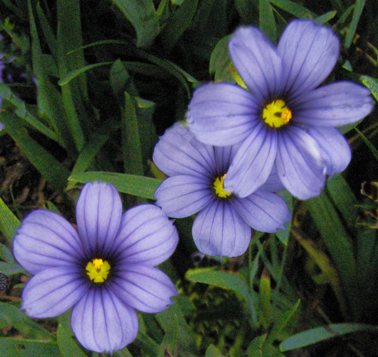 Sisyrinchium i. 'Moody Blues'