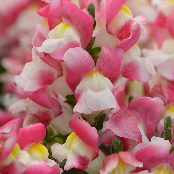 Snapdragon (Antirrhinum) 'Coral Bicolor'