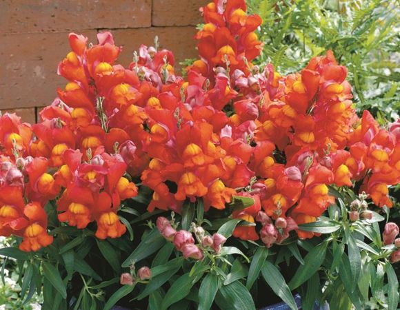 Snapdragon (Antirrhinum) Snapshot 'Orange'