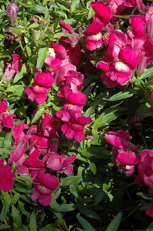 Snapdragon Snapshot Purple