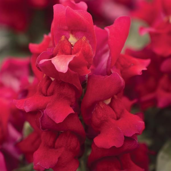 Snapdragon Snapshot 'Red'