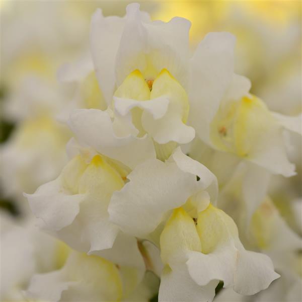 Snapdragon (Antirrhinum) Snapshot 'White'