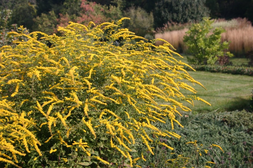 Soligago rugosa 'Fireworks'