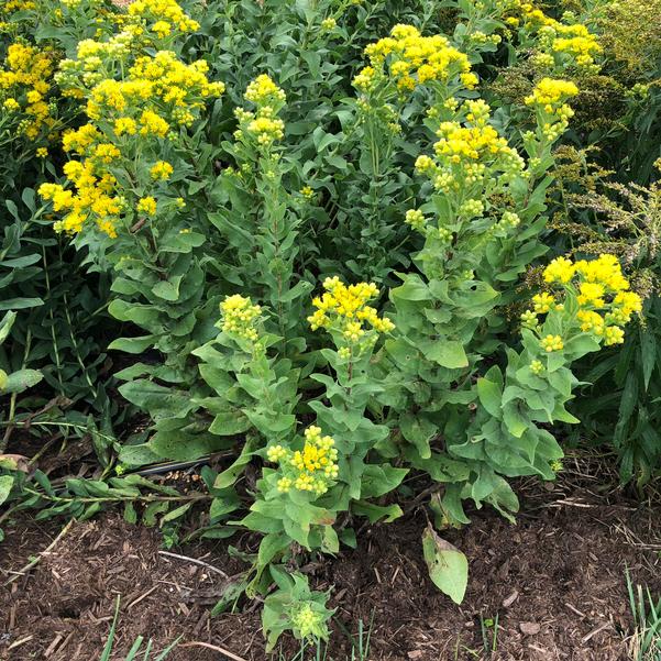 Solidago rigida 'Golden Rockets'