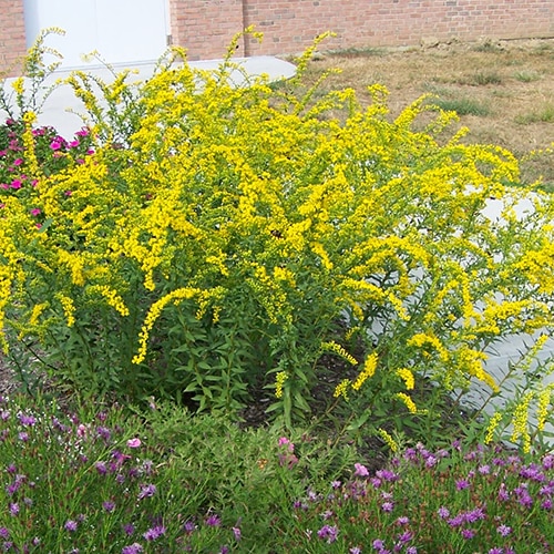 Solidago shortii 'Solar Cascade'