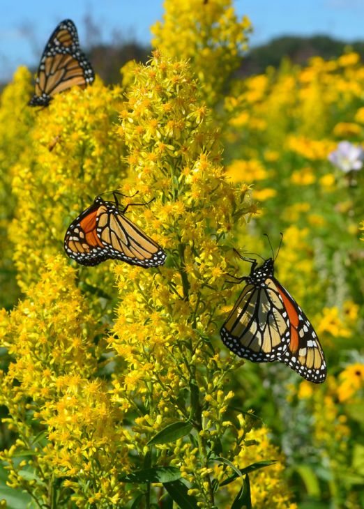 Solidago Speciosa
