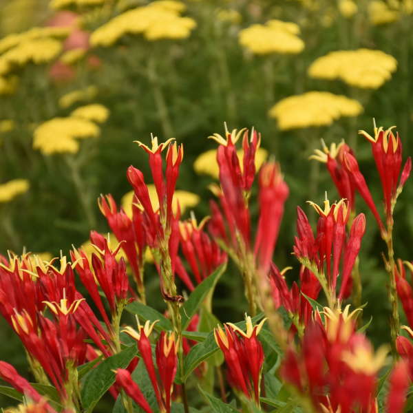 Spigelia marilandica 'Little Redhead'