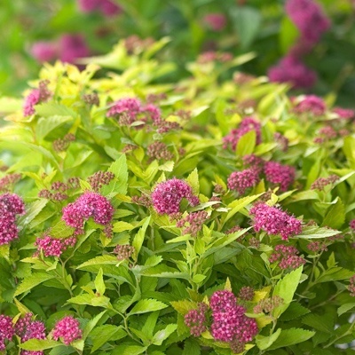 Spiraea 'Dakota Goldcharm'