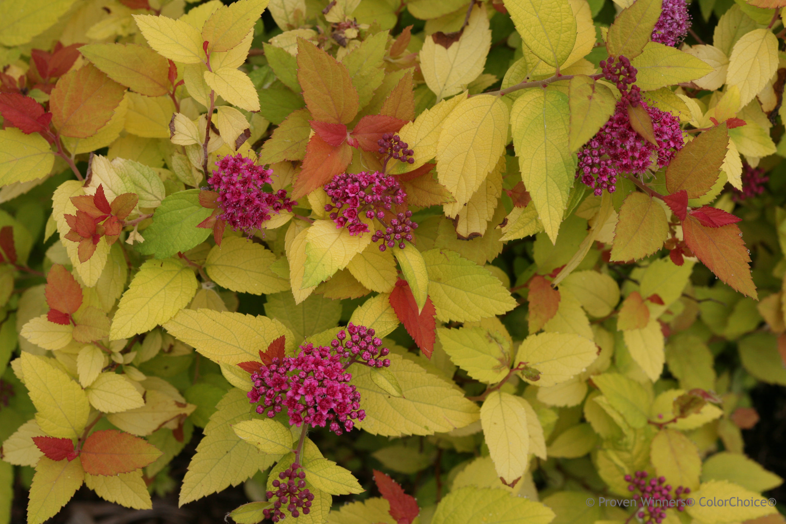 Spiraea Double Play 'Candy Corn'