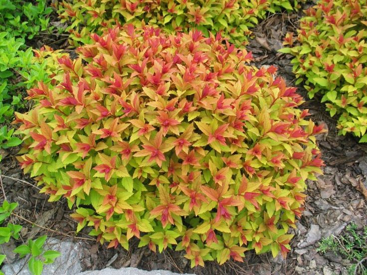 Spiraea x bumalda 'Goldflame'