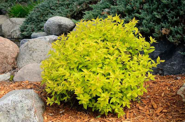 Spiraea jap. 'Goldmound'