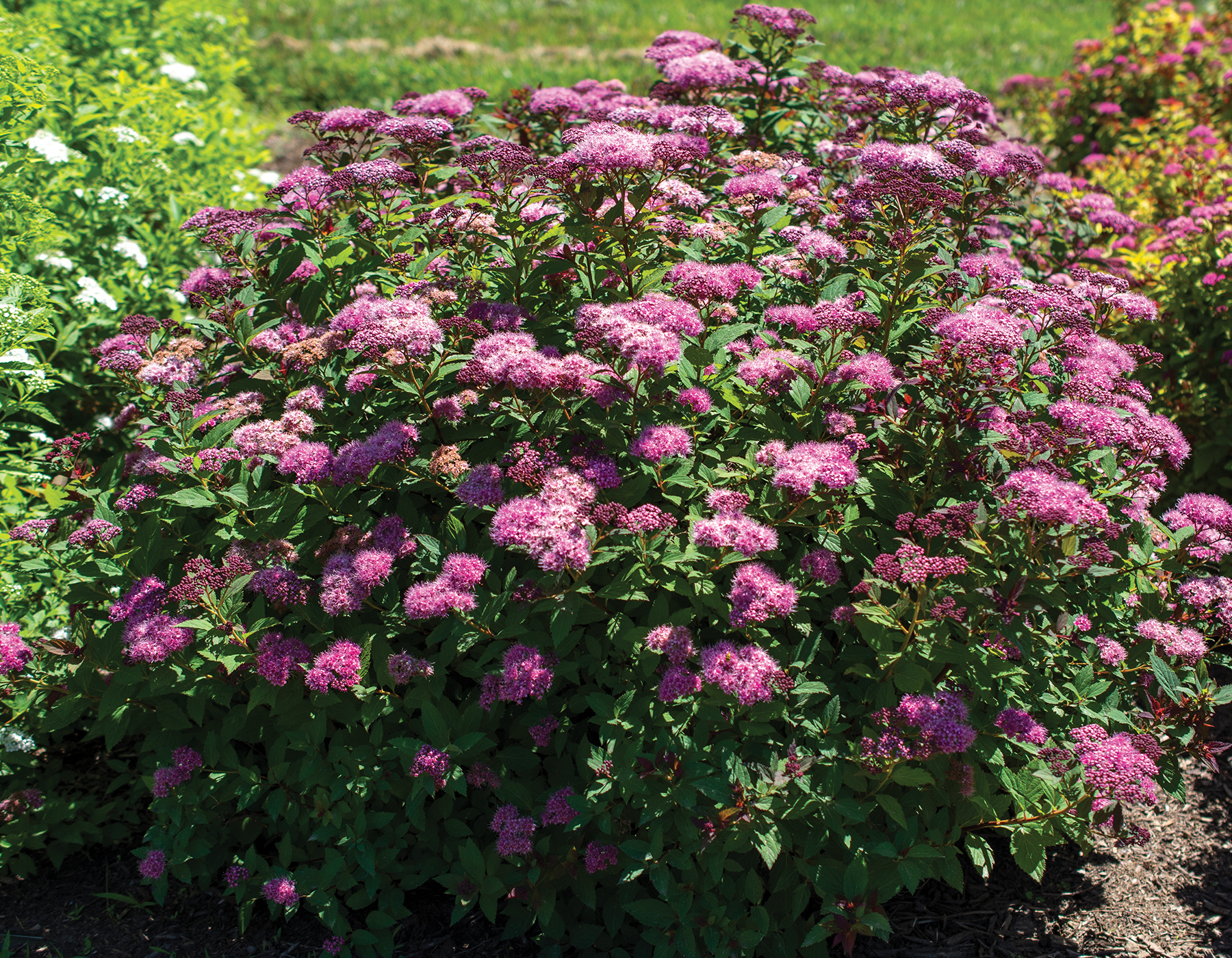 Spiraea 'Ice Dragon'