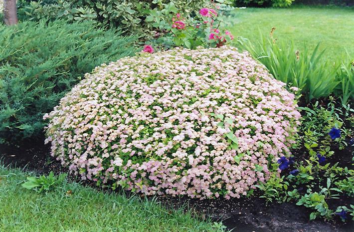 Spiraea jap. 'Little Princess'