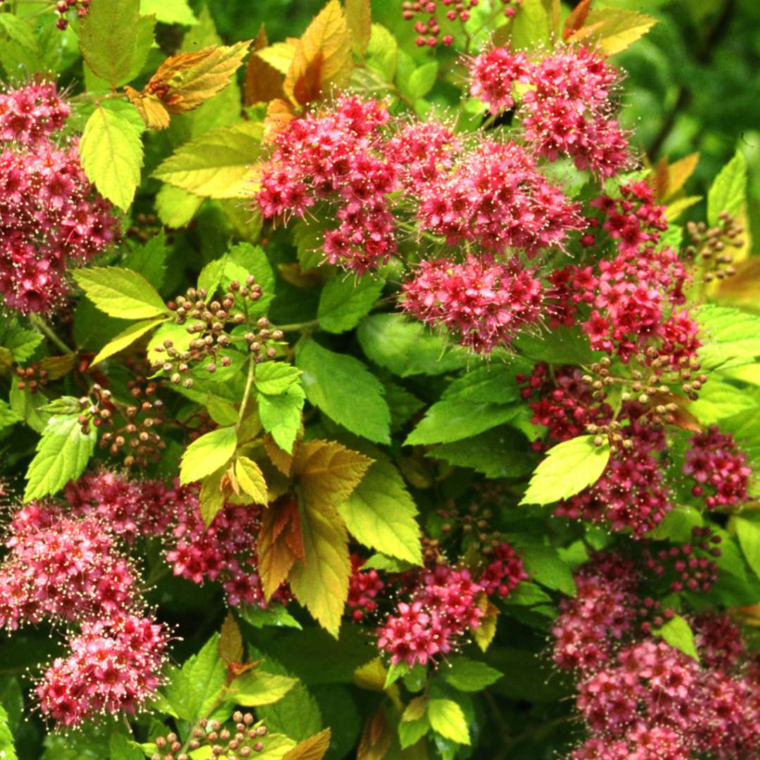 Spiraea jap. Magic Carpet