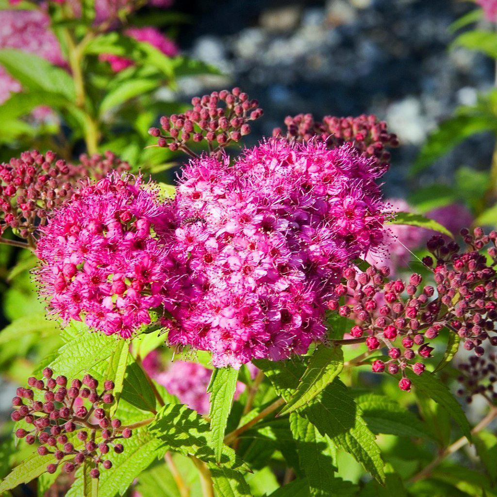 Spiraea jap. 'Neon Flash'